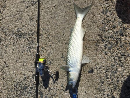 今日は、ぼらを吸い込みでゲット＾＾口太クロ…